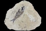 Knightia Fossil Fish - Wyoming #74136-1